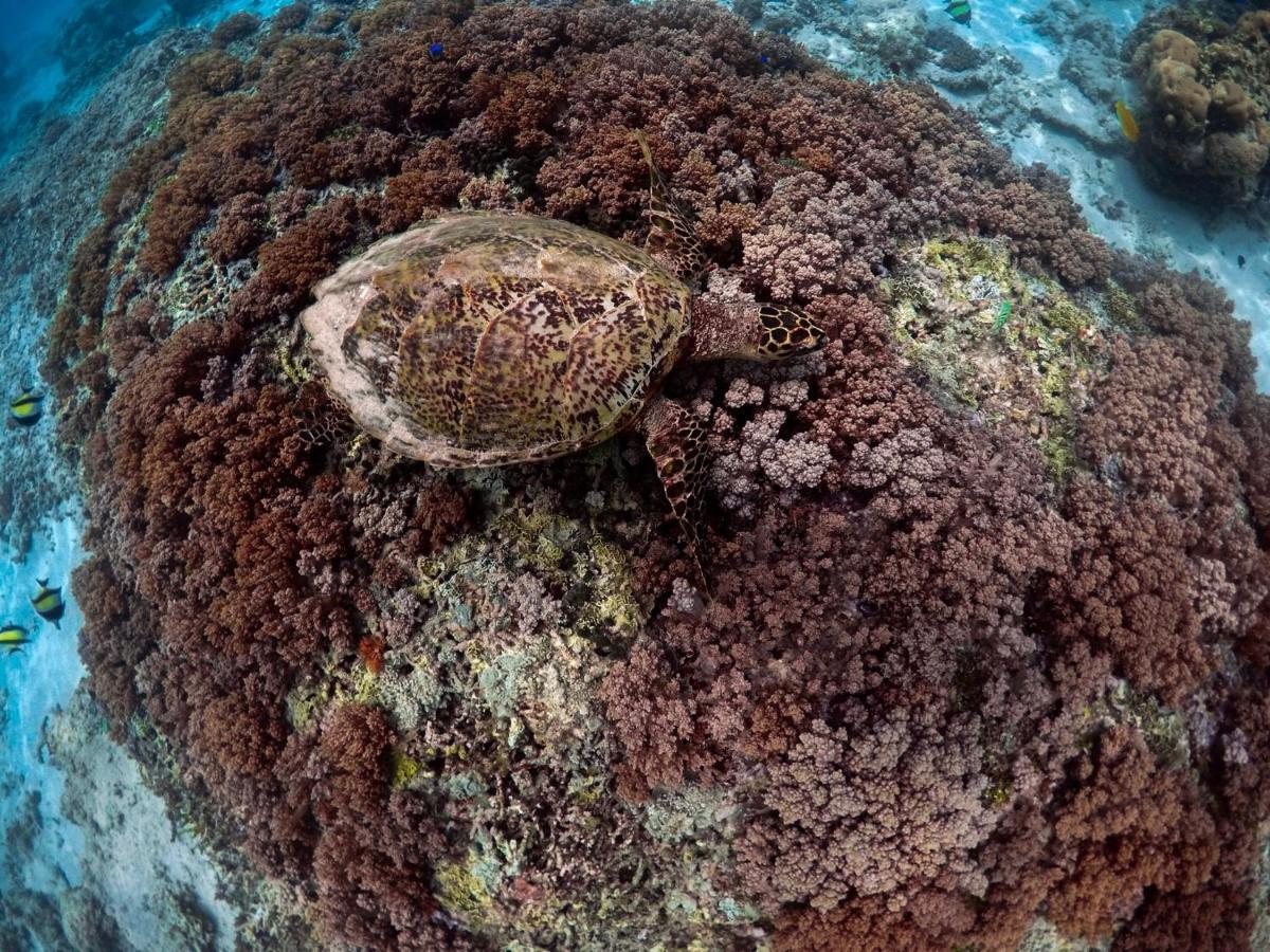 Mimpi Bungalow Gili Meno Eksteriør bilde